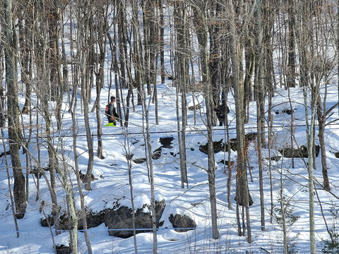 sugarmakers tapping maple trees