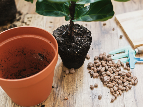 Plant Repotting