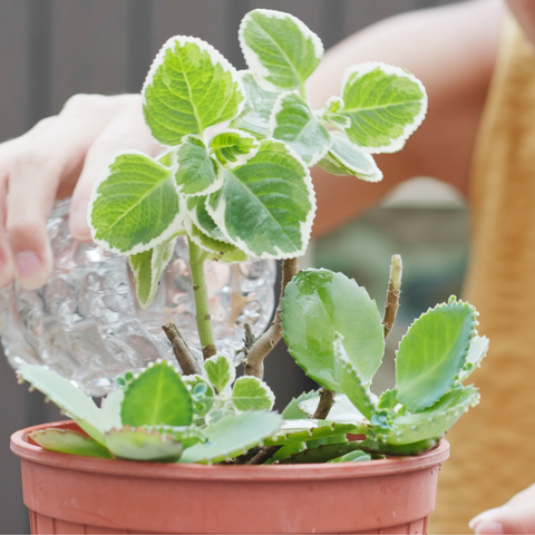 Repotting Step