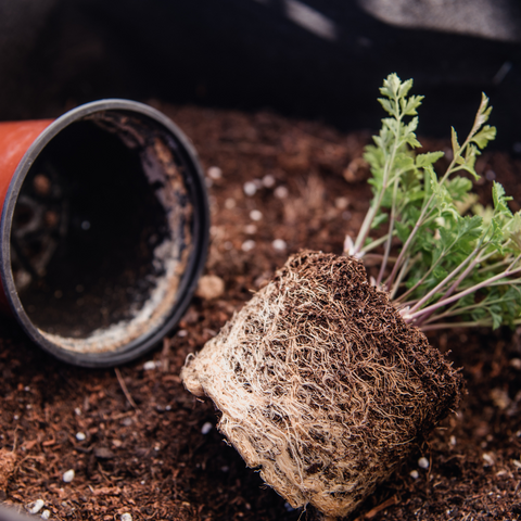 Repotting Signs