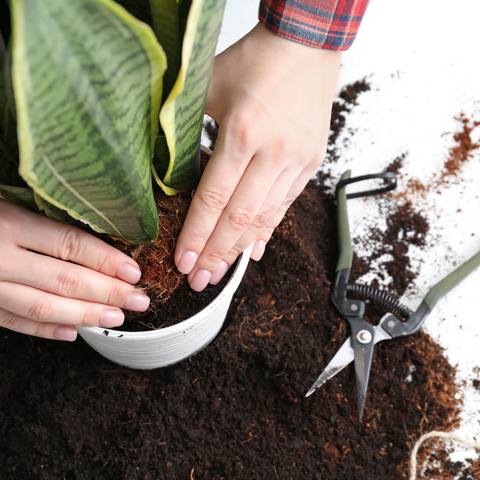 Repotting Benefits