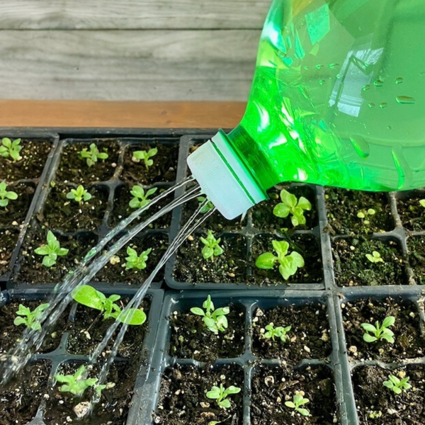 Plastic Bottle as Watering Can