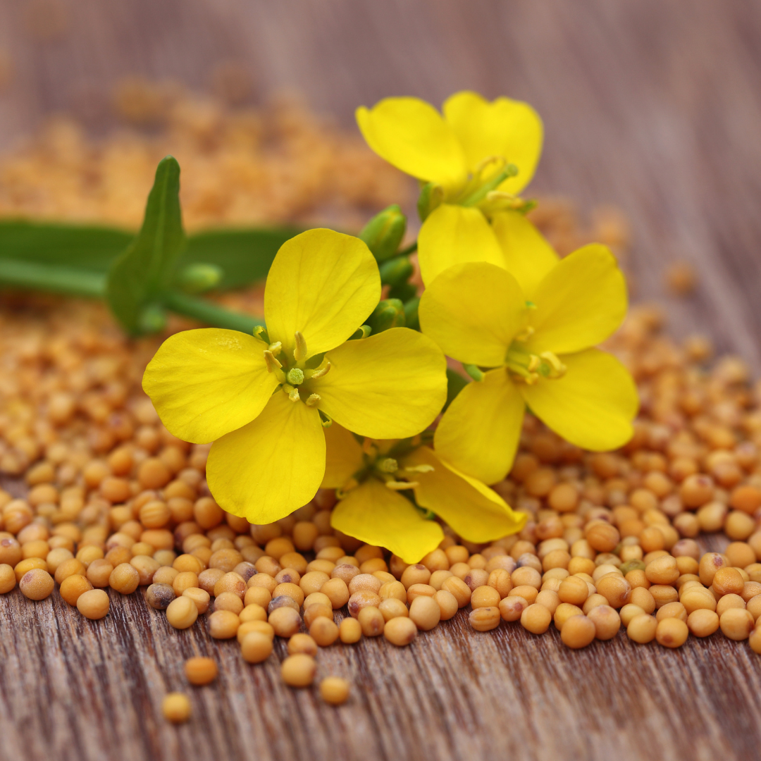 Seed Storing