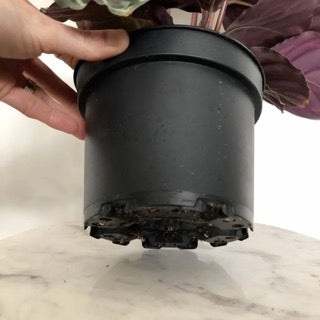Pot/ Planter with Drainage Hole