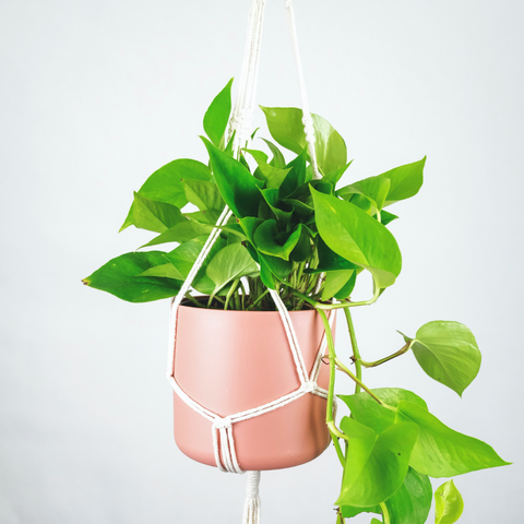 Money Plant/Pothos - Ecofynd