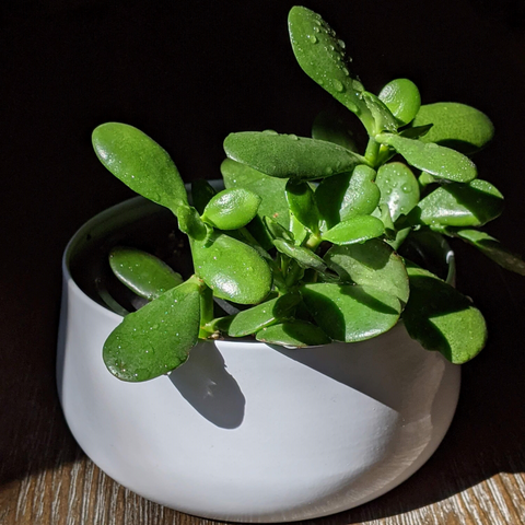 Jade Plant - Ecofynd