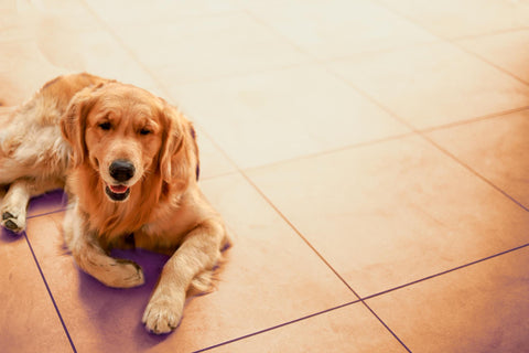  laminate floors pet-friendly