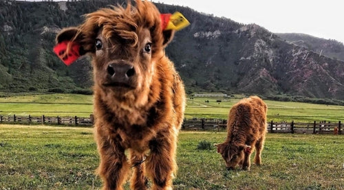 American Highland Cattle: Know Your Beef – Mountain Primal Meat Co.