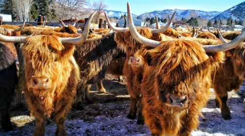 American Highland Cattle - Strong and Full of Character – Mountain Primal  Meat Co.