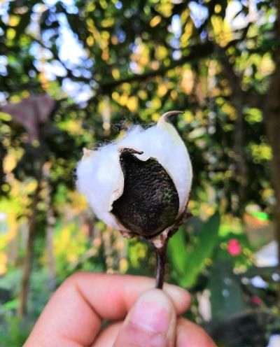 Cotton plant - Is it eco-friendly | Muezart