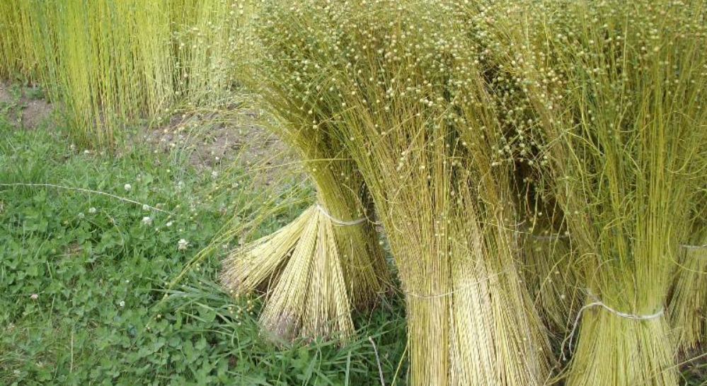 Flax arranged together in field | Muezart