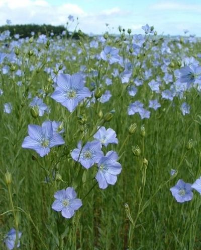 Linen-flax cultivation | Muezart