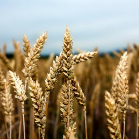 Wheat Crops