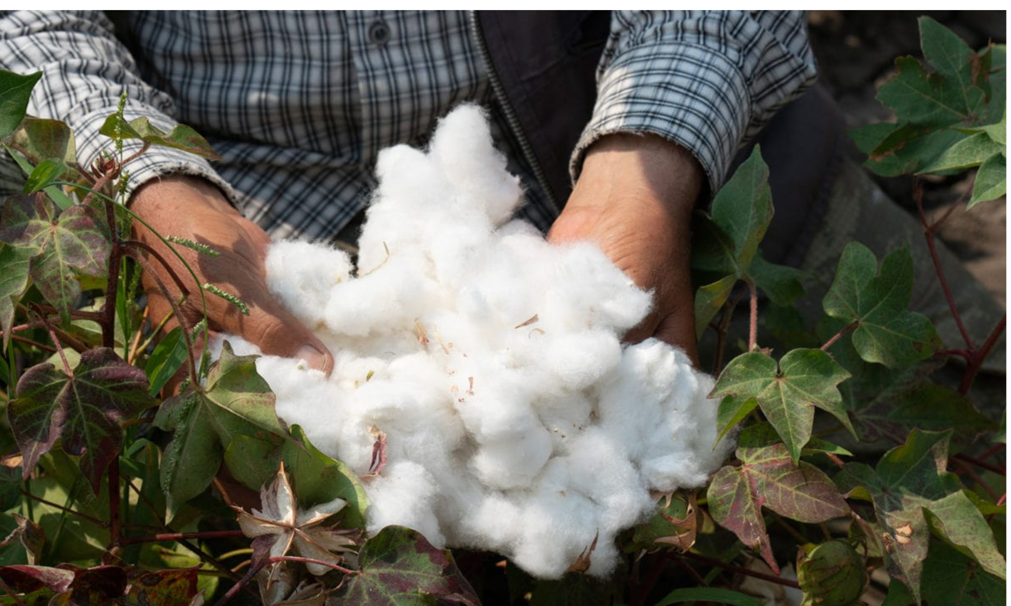 Everything you wanted to know about growing cotton