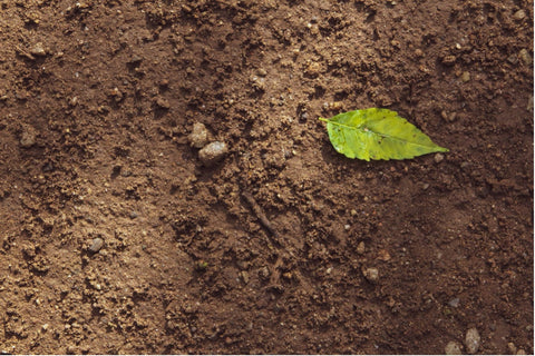 The Importance of Soil on Life