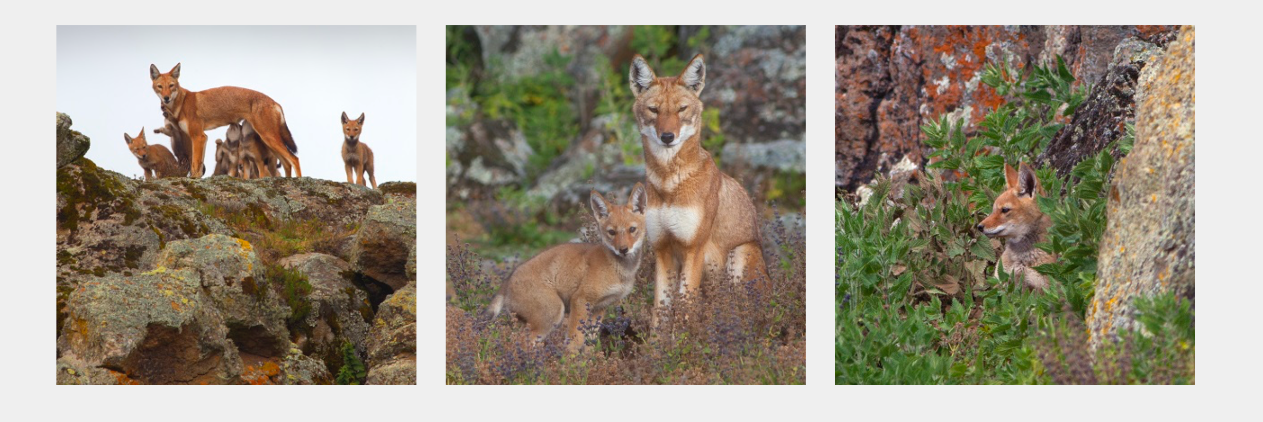 Ethiopian wolves by the Born Free Foundation