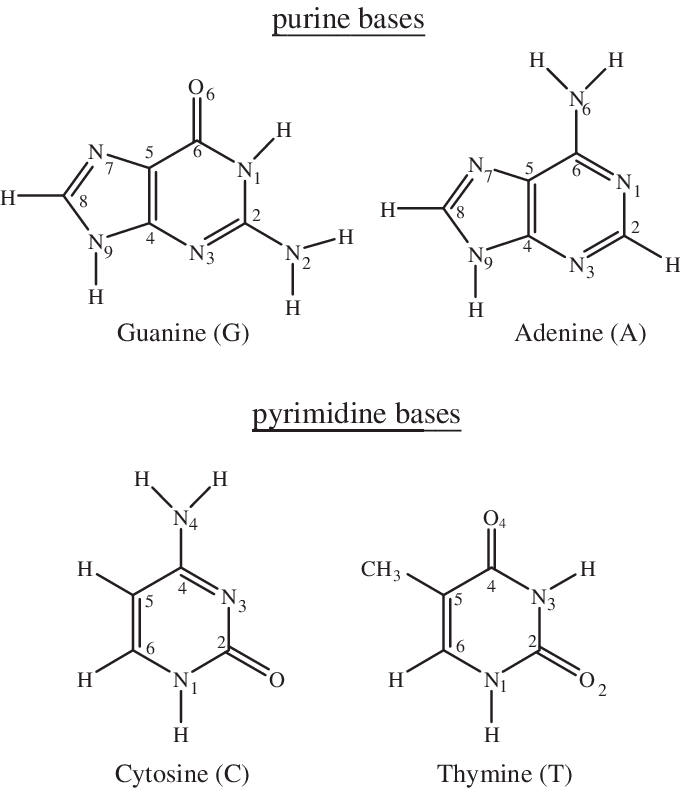 Structure of DNA bases