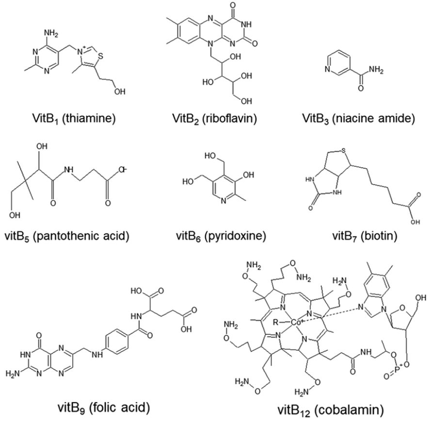 B Vitamin Guide Which B Vitamins Do I Need? Coast Health