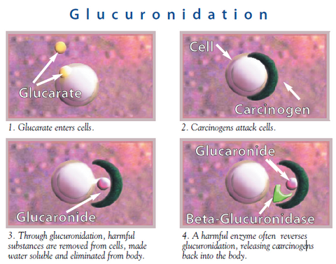 Glucarate aids in detox