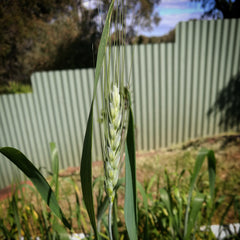 wheat-growing-green-home-grown-adelaide