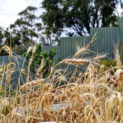 wheat-grain-harvest-home-grown-adelaide