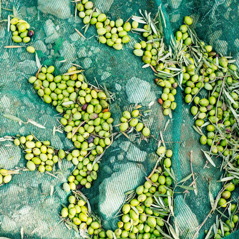 Nyhøstede grønne oliven på net i olivenlund til olivenolie fra Oliviers & Co
