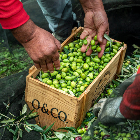 Olivenhøst, olivenproducent hos Oliviers & Co