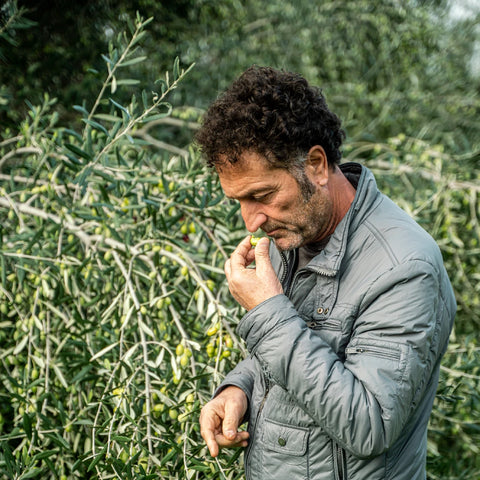 Sabino Leone, olivenolieproducent, Oliviers & Co