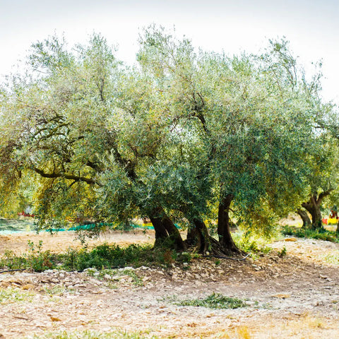 Oliventræ i estate olivenlund, ekstra jomfru olivenolie fra Oliviers & Co