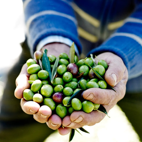 Håndhøstede oliven, Oliviers & Co