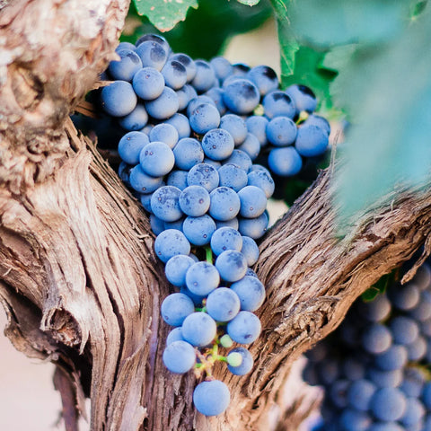Vineddike kræver god vin, vindruer fra Languedoc, guide til vineddike fra Oliviers & Co