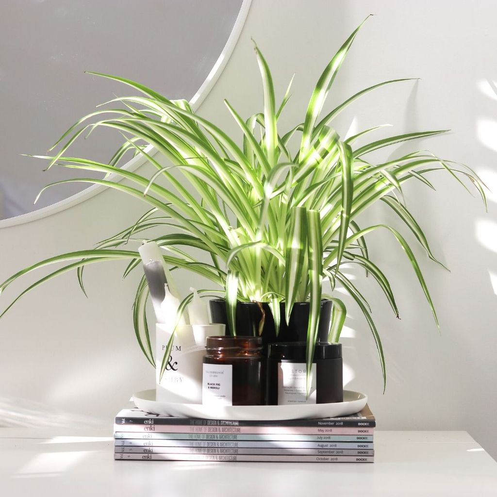 Takasa - Spider Plant