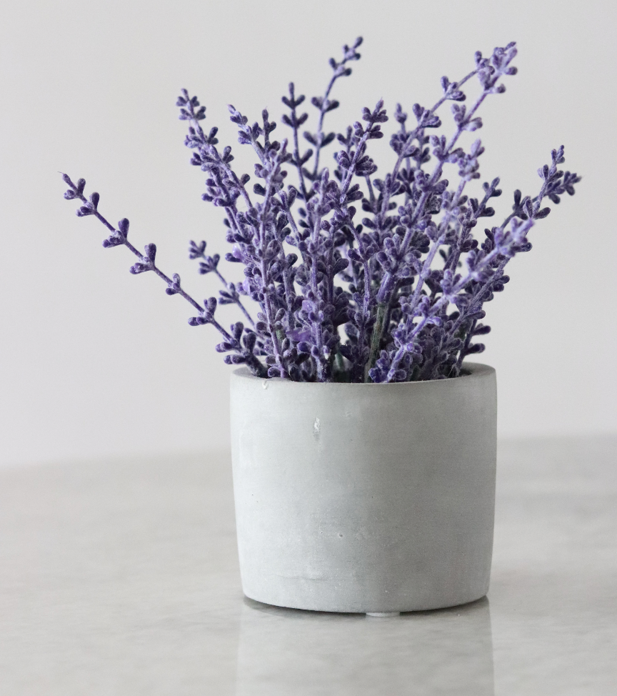 Takasa - Lavender Plant