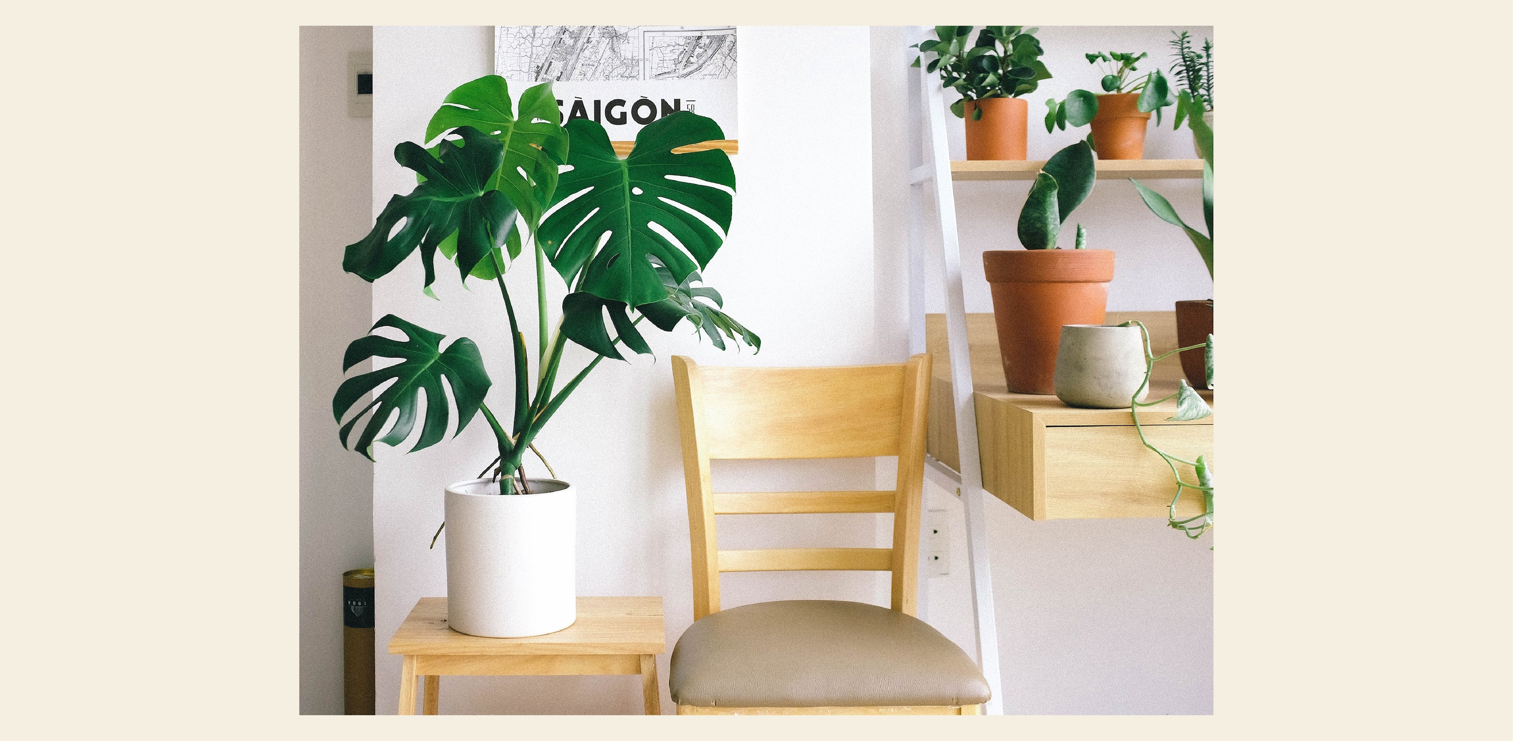 Best houseplants for dorm room