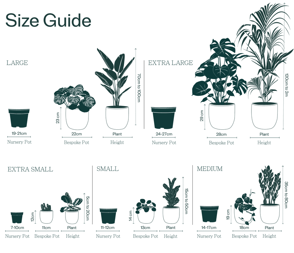 Plant & Pot Size Chart – Leaf Envy