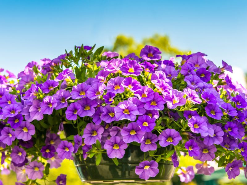 Plantas y flores de verano: 9 opciones llenas de color para decorar cu—  Blom Market