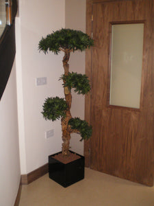 Bonsai Wood Tree