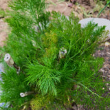 Fennel is a licorice tasting herb that is delicious fresh and dried and can be used in teas, tisanes and cooking.