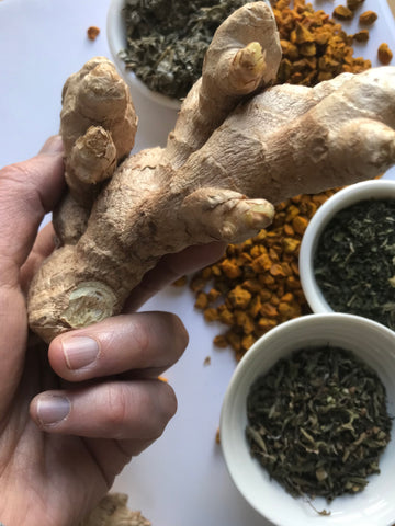 A Hand holding a piece of fresh ginger, one of nature's beautiful and healthful adaptogenic herbs. In the background are tulsi or holy basil, nettle leaf, raspberry leaf and turmeric root.