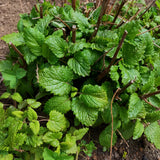 Lemon balm is a delicious and healthful addition to any herbal tea or tisane.