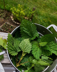 Fresh nettle leaves grown on Vancouver Island, harvested and ready for use in a fresh nettle tea or tisane.