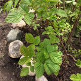 Springtime raspberry bushes are perfect for harvesting young red raspbery leaves for use in teas, tisanes and more.