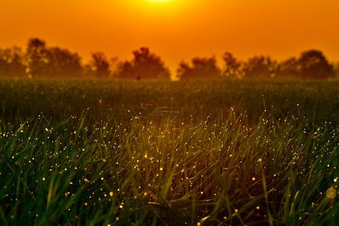 fireflies flying in a field