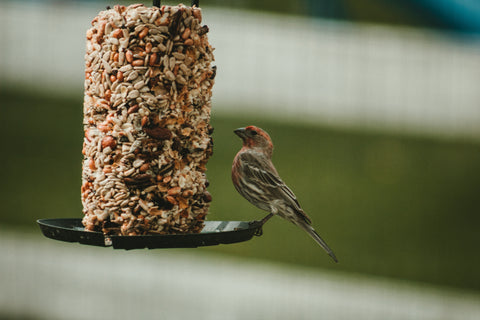 bird feeder with seed and a bird perched on the side
