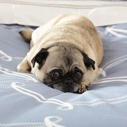 Gus the Pug on the Piper Blue Duvet Cover