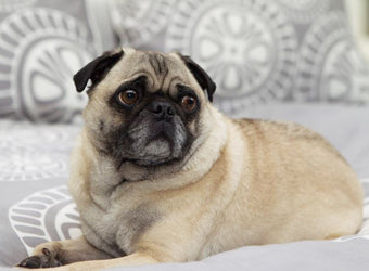 Gus the Pug on the Sunset Grey Duvet Cover