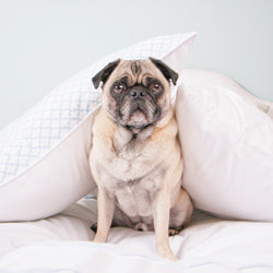 Gus the Pug on the Page Blue Duvet Cover