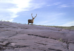 Flying over the Coppermine - Caribou Plants of the Coppermine - Photo by Riverman Dr.David Rowe North-West Expeditions