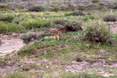 Animals of the Coppermine - Ground Squirrels Plants of the Coppermine - Photo by Riverman Dr.David Rowe North-West Expeditions