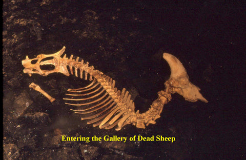 Dall Sheep Skeleton - Valerie Cave - North-West Expeditions